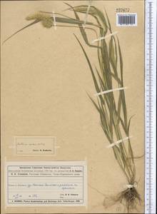 Щетинник зеленый (L.) P.Beauv., Средняя Азия и Казахстан, Муюнкумы, Прибалхашье и Бетпак-Дала (M9) (Казахстан)