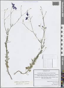 Delphinium consolida subsp. paniculatum (Host) N.Busch, Кавказ, Краснодарский край и Адыгея (K1a) (Россия)