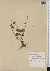 Ranunculus hispidus var. nitidus (Elliott) T. Duncan, Америка (AMER) (США)