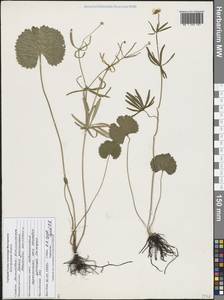 Лютик золотистый L., Восточная Европа, Центральный лесостепной район (E6) (Россия)