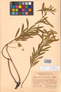 Молочай острый, Сибирь, Дальний Восток (S6) (Россия)