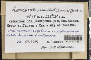 Hygrohypnella polaris (Lindb.) Ignatov & Ignatova, Гербарий мохообразных, Мхи - Прибайкалье и Забайкалье (B18) (Россия)
