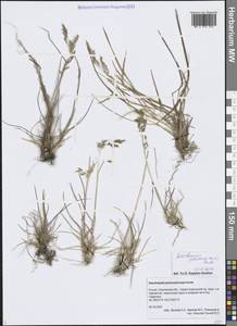 Щучка дернистая, Сибирь, Дальний Восток (S6) (Россия)