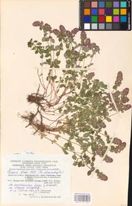 MHA 0 157 450, Тимьян блошиный, Чабрец блошиный L., Восточная Европа, Центральный район (E4) (Россия)