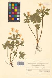Anemonastrum flaccidum (F. Schmidt) Mosyakin, Сибирь, Дальний Восток (S6) (Россия)