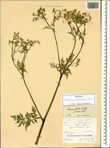 Anthriscus sylvestris subsp. sylvestris, Кавказ, Северная Осетия, Ингушетия и Чечня (K1c) (Россия)