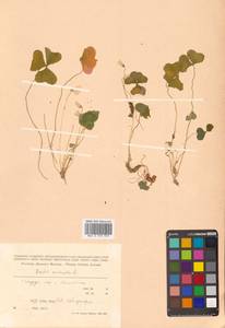 Кислица обыкновенная L., Сибирь, Дальний Восток (S6) (Россия)