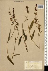 Пыльцеголовник красный (L.) Rich., Кавказ, Грузия (K4) (Грузия)