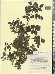 Шиповник собачий, Роза собачья L., Кавказ, Ставропольский край, Карачаево-Черкесия, Кабардино-Балкария (K1b) (Россия)