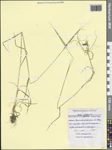 Эгилопс цилиндрический Host, Кавказ, Черноморское побережье (от Новороссийска до Адлера) (K3) (Россия)