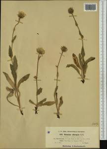 Hieracium chloropsis subsp. serresianum (Arv.-Touv.) Zahn, Западная Европа (EUR) (Франция)
