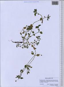 Звездчатка средняя, Мокрица (L.) Vill., Сибирь, Дальний Восток (S6) (Россия)