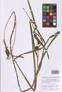 Ежеголовник прямой, Ежеголовник прямостоячий L., Восточная Европа, Московская область и Москва (E4a) (Россия)