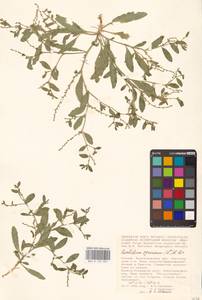 Крепкоплодник сирийский (L.) W.T.Aiton, Восточная Европа, Нижневолжский район (E9) (Россия)