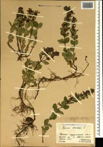 Дубровник обыкновенный L., Крым (KRYM) (Россия)