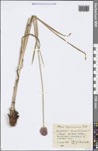 Лук плевокорневищный Ledeb., Средняя Азия и Казахстан, Муюнкумы, Прибалхашье и Бетпак-Дала (M9) (Казахстан)