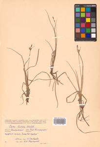 Осока свинцово-зеленая (Wahlenb.) Willd., Сибирь, Чукотка и Камчатка (S7) (Россия)