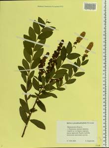 Spiraea ×pseudosalicifolia Silverside, Восточная Европа, Центральный лесной район (E5) (Россия)