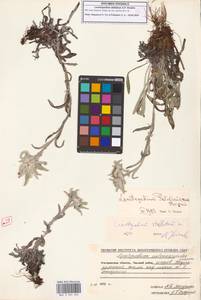 Эдельвейс звездчатый A.P.Khokhr., Сибирь, Чукотка и Камчатка (S7) (Россия)