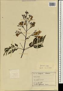 Jacaranda mimosifolia D. Don, Зарубежная Азия (ASIA) (Индия)