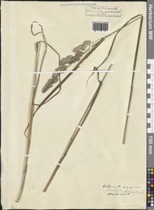 Ежа сборная L., Кавказ, Северная Осетия, Ингушетия и Чечня (K1c) (Россия)