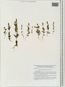 Горечавочка топяная (Willd.) Börner, Восточная Европа, Северо-Западный район (E2) (Россия)