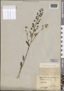 Ярутка полевая L., Восточная Европа, Латвия (E2b) (Латвия)