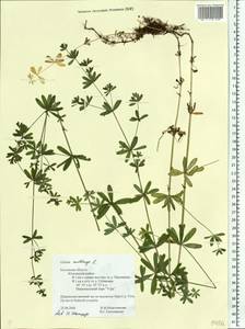 Подмаренник мягкий L., Восточная Европа, Центральный район (E4) (Россия)