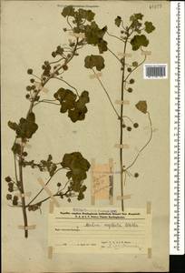 Просвирник незамеченный Wallr., Кавказ, Азербайджан (K6) (Азербайджан)