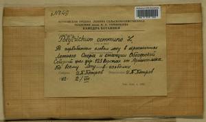 Polytrichum commune Hedw., Гербарий мохообразных, Мхи - Архангельская и Вологодская области, Коми, Ненецкий АО (B7) (Россия)