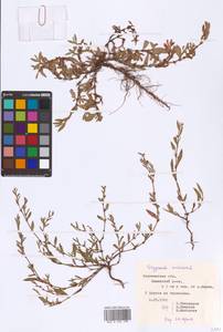 Спорыш птичий, Горец птичий L., Восточная Европа, Центральный лесостепной район (E6) (Россия)