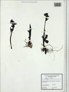 Ophrys lutea Cav., Западная Европа (EUR) (Португалия)