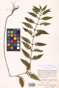 MHA 0 157 806, Зюзник европейский L., Восточная Европа, Нижневолжский район (E9) (Россия)