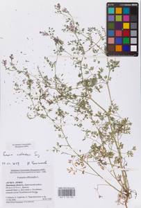 Дымянка Шлейхера Soy.-Will., Восточная Европа, Центральный лесостепной район (E6) (Россия)