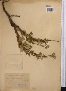 Farinopsis salesoviana (Steph.) Chrtek & Soják, Средняя Азия и Казахстан, Памир и Памиро-Алай (M2) (Таджикистан)