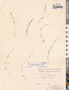 Звездчатка колымская A.P.Khokhr., Сибирь, Чукотка и Камчатка (S7) (Россия)