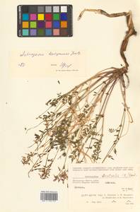 Астрагал Тугаринова Basil., Сибирь, Чукотка и Камчатка (S7) (Россия)