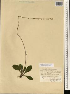 Ainsliaea latifolia (D. Don) Sch. Bip., Зарубежная Азия (ASIA) (КНР)