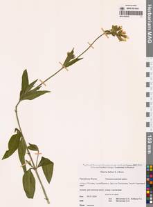 Смолевка обыкновенная L., Сибирь, Якутия (S5) (Россия)