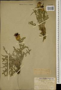 Centaurea daralagoezica (Fomin) Greuter, Кавказ, Армения (K5) (Армения)