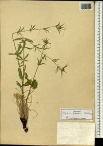 Eryngium falcatum F. Delaroche, Зарубежная Азия (ASIA) (Турция)