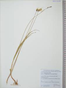 Пушица Шамиссо C.A.Mey., Сибирь, Дальний Восток (S6) (Россия)