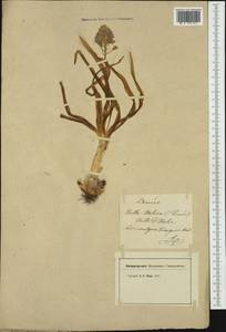 Hyacinthoides italica (L.) Rothm., Западная Европа (EUR) (Франция)