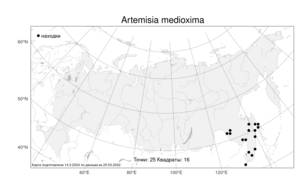 Artemisia medioxima, Полынь промежуточная Krasch. ex Poljakov, Атлас флоры России (FLORUS) (Россия)