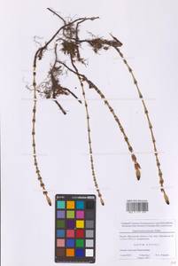 Хвощ луговой Ehrh., Восточная Европа, Московская область и Москва (E4a) (Россия)