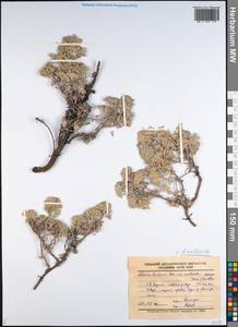 Artemisia kruhsiana subsp. multisecta (Leonova) Korobkov, Сибирь, Якутия (S5) (Россия)