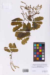 Дуб черешчатый, Дуб обыкновенный L., Восточная Европа, Московская область и Москва (E4a) (Россия)