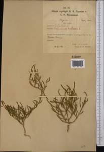 Солерос европейский L., Средняя Азия и Казахстан, Северный и Центральный Казахстан (M10) (Казахстан)