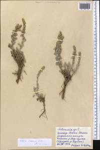 Полынь тяньшанская (Krasch. ex Poljak.) Y.R. Ling, Средняя Азия и Казахстан, Северный и Центральный Тянь-Шань (M4) (Киргизия)