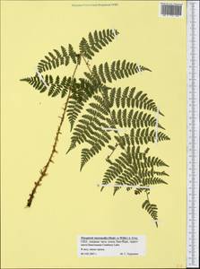 Dryopteris intermedia (Muhl. ex Willd.) A. Gray, Америка (AMER) (США)